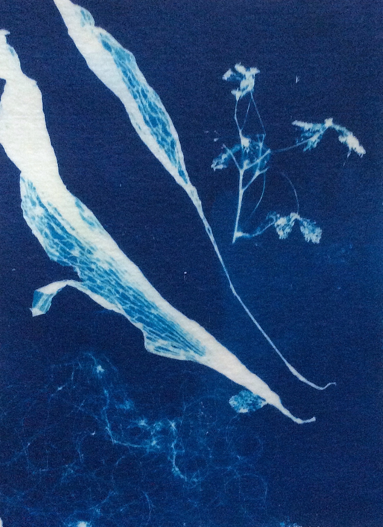 Cyanotype Blotter Paper