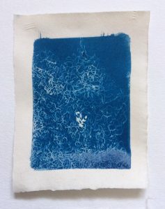 Cyanotype Litho Paper